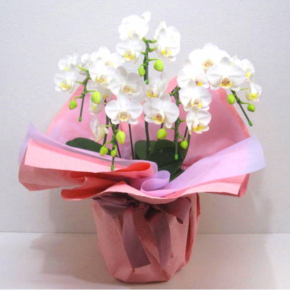 《Phalaenopsis》Amatrice/5FL一般カテゴリー