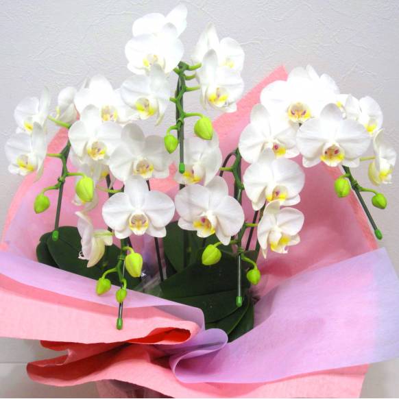 一般カテゴリー,《Phalaenopsis》Amatrice/5FL,花樹園