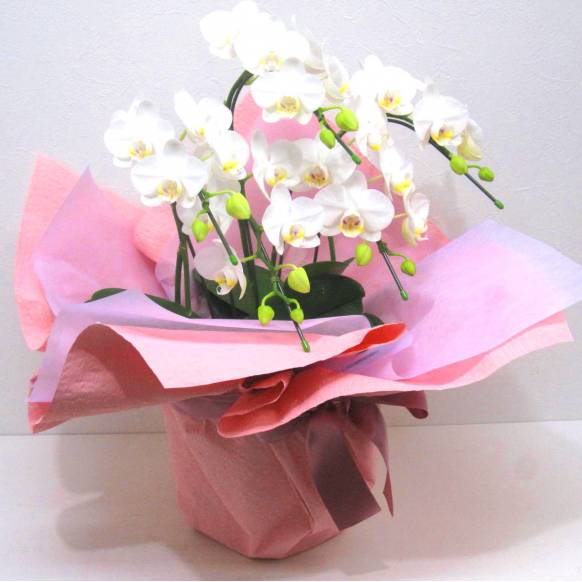 一般カテゴリー,《Phalaenopsis》Amatrice/5FL,花樹園