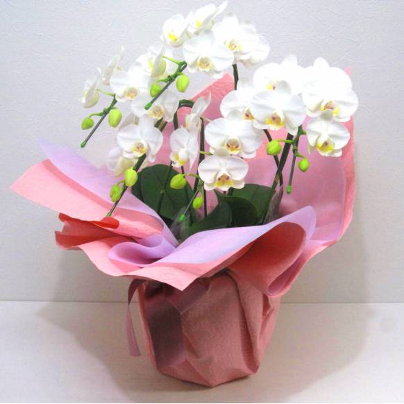 一般カテゴリー,《Phalaenopsis》Amatrice/5FL,花樹園