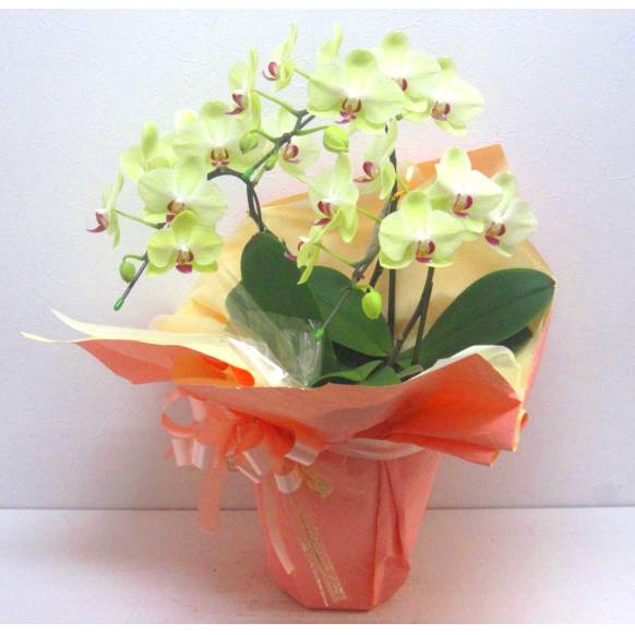 《Phalaenopsis》Fortune Salzman/3FL一般カテゴリー