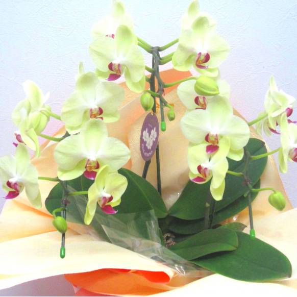 一般カテゴリー,《Phalaenopsis》Fortune Salzman/3FL,花樹園