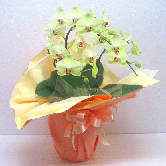 一般カテゴリー,《Phalaenopsis》Fortune Salzman/3FL,花樹園