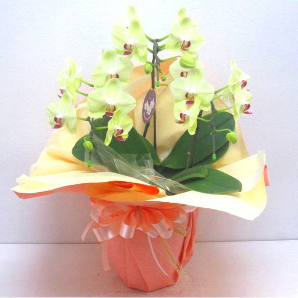 一般カテゴリー,《Phalaenopsis》Fortune Salzman/3FL,花樹園