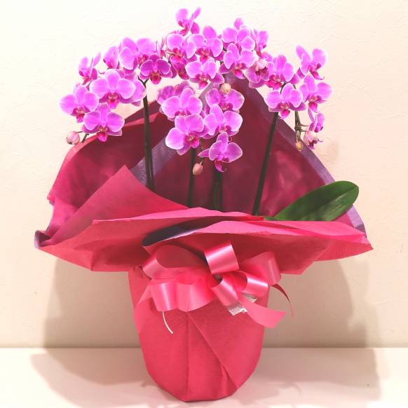 《Phalaenopsis》Happy Pink/3FL一般カテゴリー