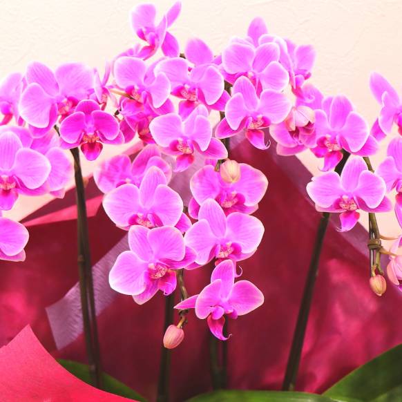 一般カテゴリー,《Phalaenopsis》Happy Pink/3FL,花樹園