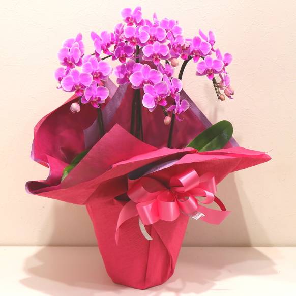 一般カテゴリー,《Phalaenopsis》Happy Pink/3FL,花樹園