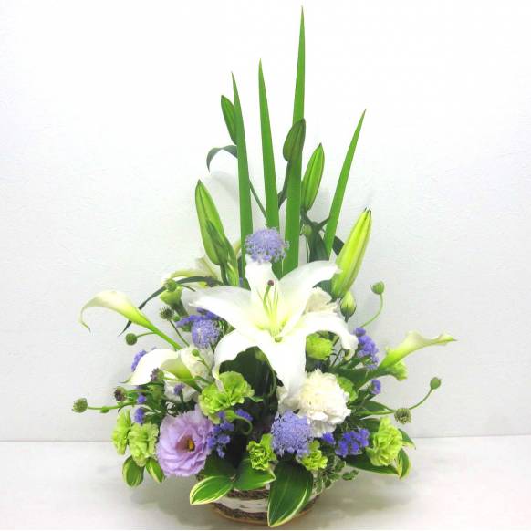 《Funal arrangement》Natural White一般カテゴリー