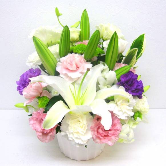 《Funal arrangement》Renoir一般カテゴリー