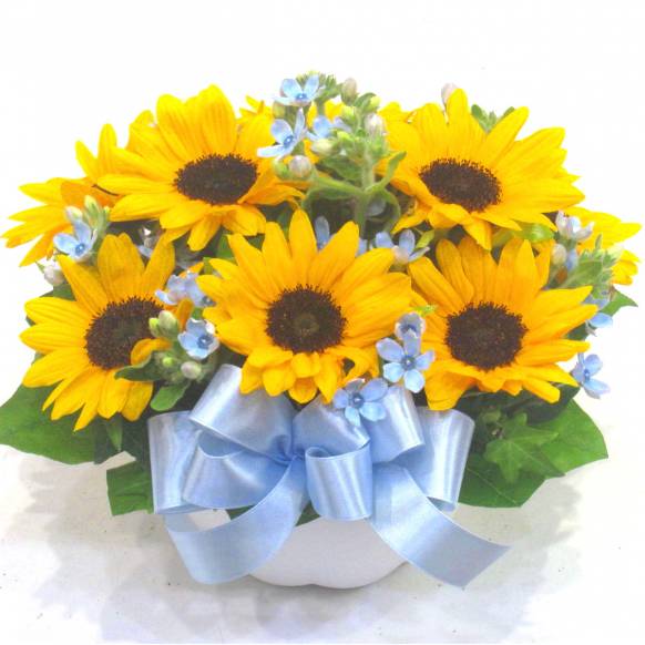 《Flower arrangement》Summer Star一般カテゴリー