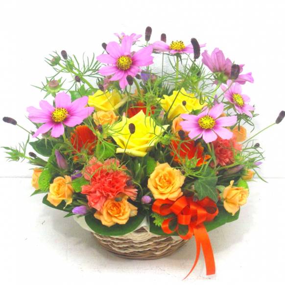 《Flower arrangement》Cosmos Autumn Bright一般カテゴリー