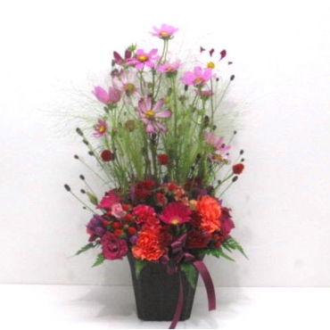 《Flower arrangement》Cosmos Autumn Thoughts一般カテゴリー