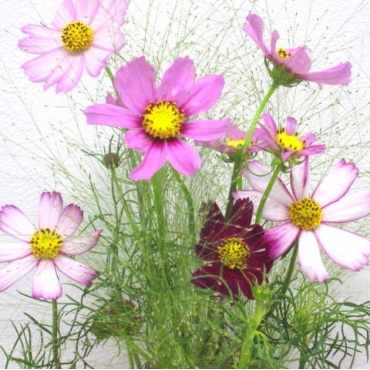 一般カテゴリー,《Flower arrangement》Cosmos Autumn Basket,花樹園