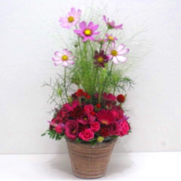 一般カテゴリー,《Flower arrangement》Cosmos Autumn Basket,花樹園