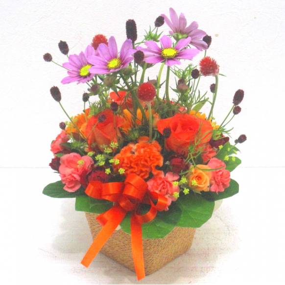 《Flower arrangement》Cosmos Blessing一般カテゴリー