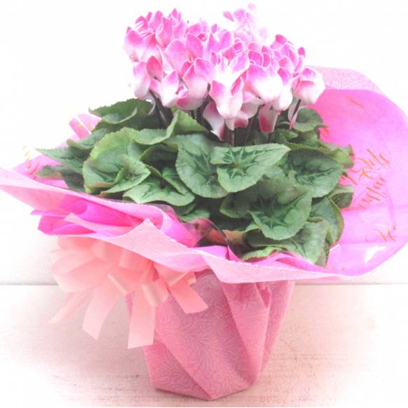 お取り寄せ オリジナルフラワー 《Flower pots》Cyclamen Pale Pink