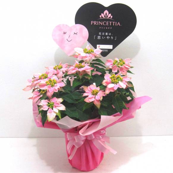 《Flower pots》PRINCETTIA(Pale Pink)一般カテゴリー