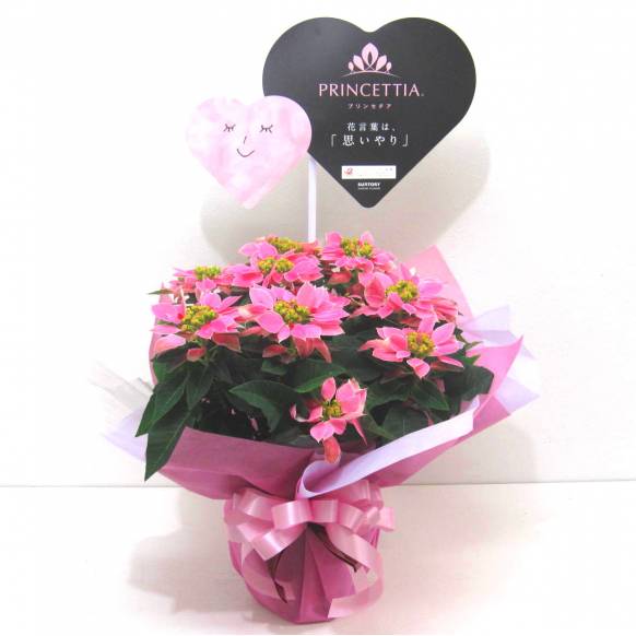 《Flower pots》PRINCETTIA(Pink)一般カテゴリー