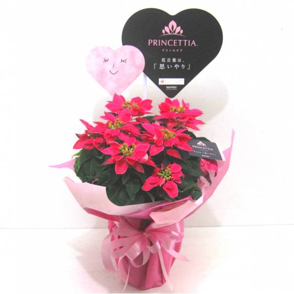 《Flower pots》PRINCETTIA(Hot Pink)一般カテゴリー