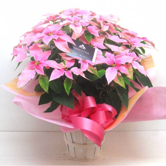 《Flower pots》Your special PRINCETTIA(Pale Pink)一般カテゴリー