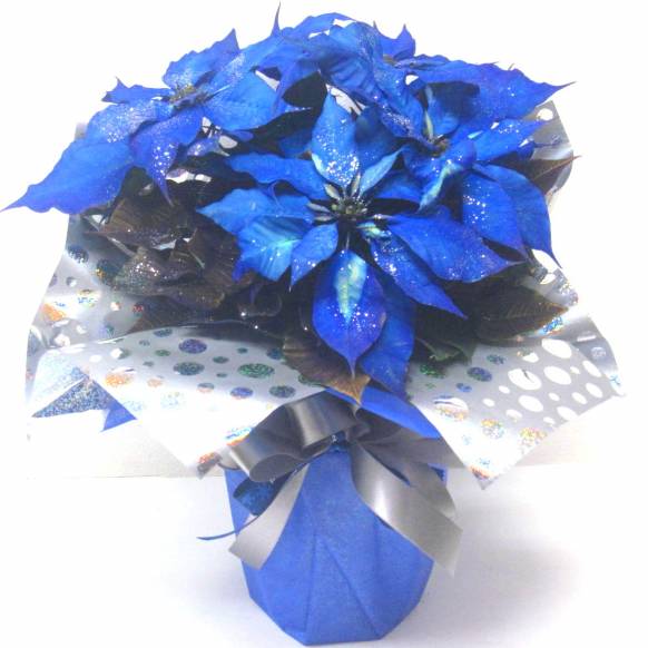 《Flower pots》Poinsettia (Blue×Silver)一般カテゴリー