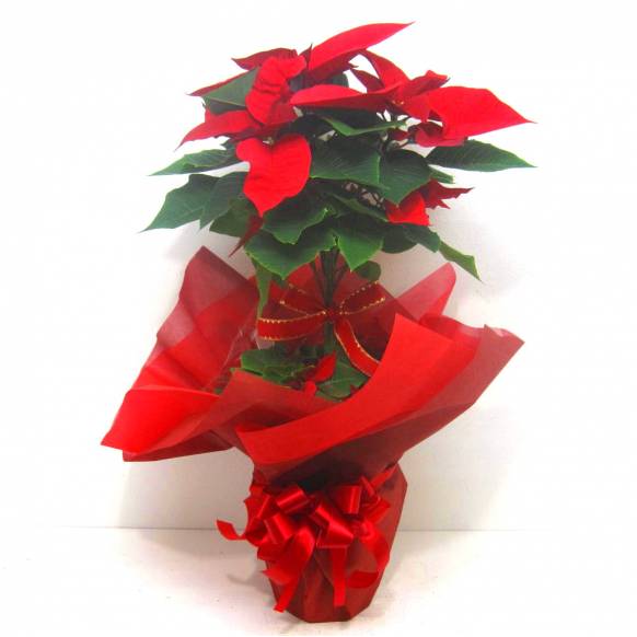 《Flower pots》Poinsettia Tree一般カテゴリー