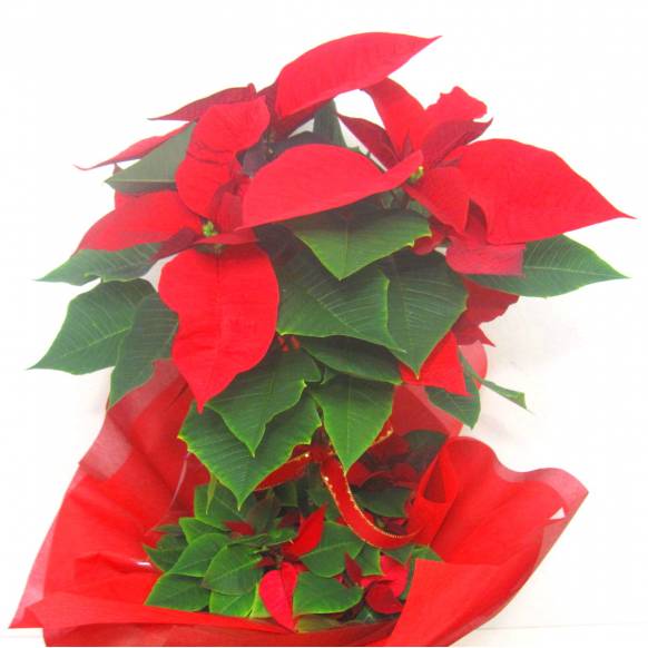 お取り寄せ オリジナルフラワー 《Flower pots》Poinsettia Tree｜花
