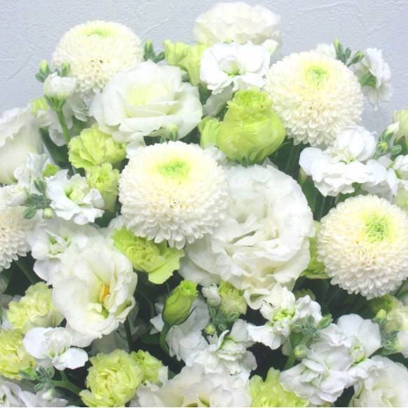 一般カテゴリー,《Funal arrangement》Spring Memory Pompon White,花樹園