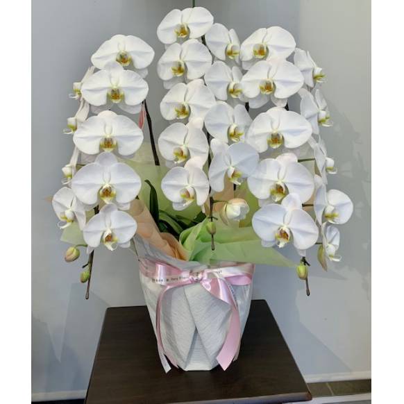 お取り寄せ オリジナルフラワー 胡蝶蘭鉢 白3本立ち｜花キューピット
