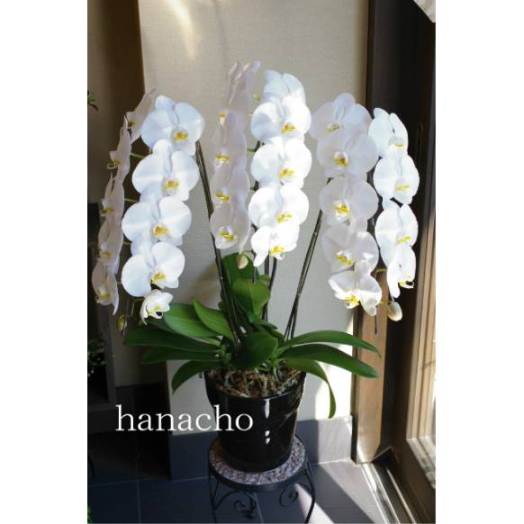ウッドバレルプランター 深型S PPW-02S 4975149324729