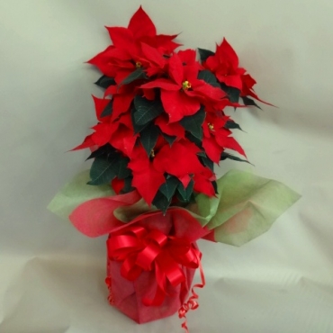 ポインセチア・ツリー仕立て一般カテゴリー