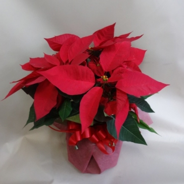 ポインセチア一般カテゴリー