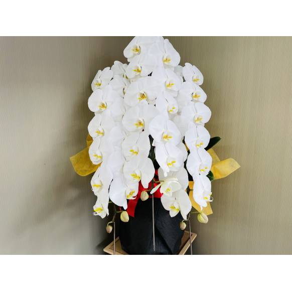 胡蝶蘭白3本立ち42輪以上(つぼみ含む)一般カテゴリー