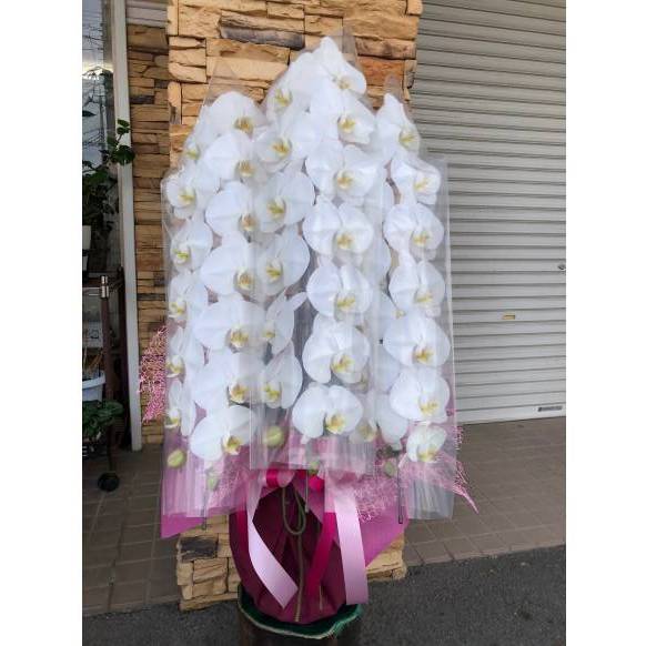 9000191【一般カテゴリー】胡蝶蘭3本立