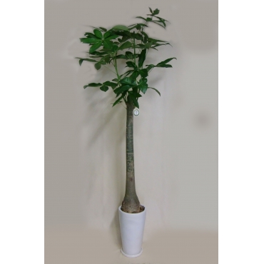 お取り寄せ オリジナルフラワー パキラ鉢(陶器鉢)｜花キューピット