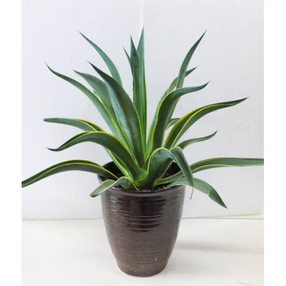 観葉植物アガベ 黒鉢 インターネット花キューピット フラワーギフト 手渡し