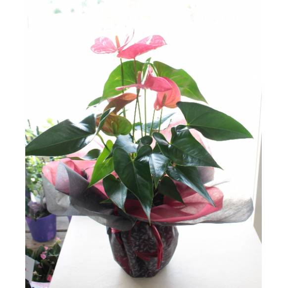 アンスリウムピンク系 5号 インターネット花キューピット お取り寄せフラワーギフト