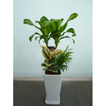 一般カテゴリー,観葉植物（寄せ植え）,花のキレイ舎