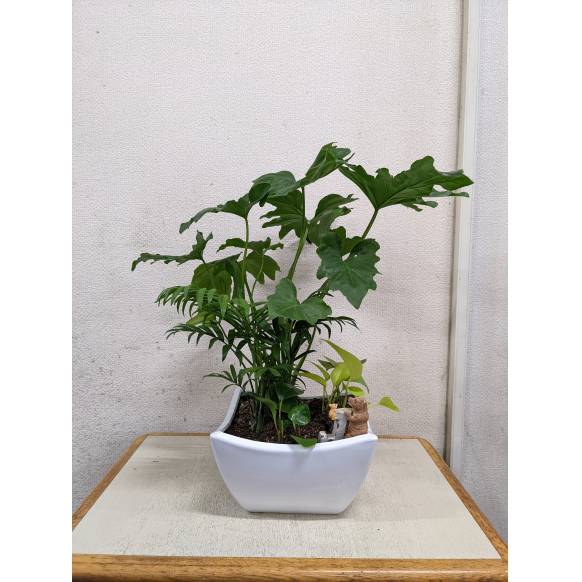 一般カテゴリー,観葉植物寄せ植え,フラワーショップ　いしばし