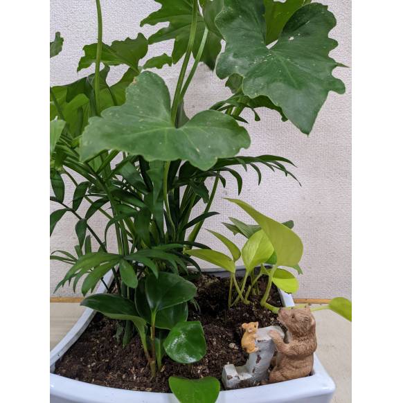 一般カテゴリー,観葉植物寄せ植え,フラワーショップ　いしばし