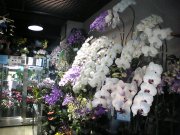 花のたかはし