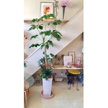 一般カテゴリー,観葉植物,花の店　しのはらや