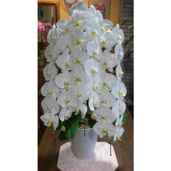 9000781【一般カテゴリー】胡蝶蘭