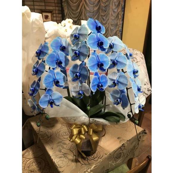 9000811【一般カテゴリー】胡蝶蘭(青)