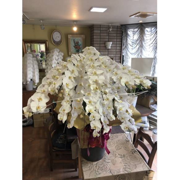 一般カテゴリー,10本立ち胡蝶蘭,花の店花昇